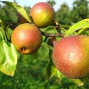 Pyrus communis 'Seckel' Pyrus communis 'Seckel'