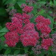 Spiraea japonica 'Double Play® Red'