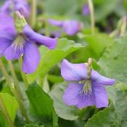 Viola sororia