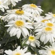 Leucanthemum superbum 'Sweet Daisy Birdy'