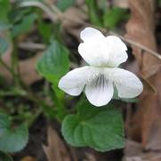 Viola striata 'Striped Cream Violet'