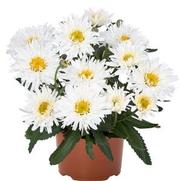 Leucanthemum superbum 'Sweet Daisy Rebecca' Leucanthemum superbum 'Sweet Daisy Rebecca'