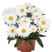 Leucanthemum superbum 'Sweet Daisy Rebecca'