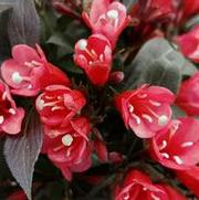 Weigela x 'Electric Love'