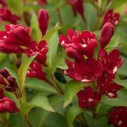 Weigela x 'Maroon Swoon' Weigela x 'Maroon Swoon'