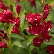 Weigela x 'Maroon Swoon'