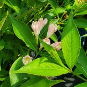 Weigela x 'Peach Kisses'