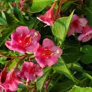 Weigela florida 'Snippet Dark Pink' Weigela florida 'Snippet Dark Pink'