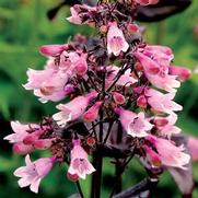 Penstemon digitalis 'Penstemon Dakota Burgundy'