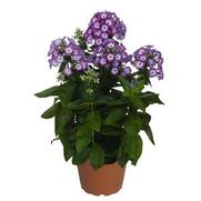 Phlox paniculata 'Flame Purple Eye' Phlox paniculata 'Flame Purple Eye'