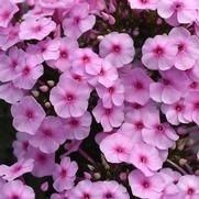 Phlox paniculata 'Super Ka-Pow Blue'