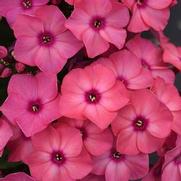 Phlox paniculata 'Super Ka-Pow Coral' Phlox paniculata 'Super Ka-Pow Coral'