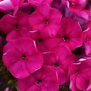 Phlox paniculata 'Super Ka-Pow Fuchsia' Phlox paniculata 'Super Ka-Pow Fuchsia'