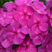 Phlox paniculata 'Super Ka-Pow Lavender' Phlox paniculata 'Super Ka-Pow Lavender'