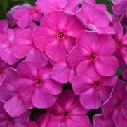 Phlox paniculata 'Super Ka-Pow Lavender'