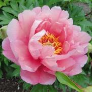 Paeonia hybrid 'Pink Double Dandy'