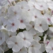 Phlox paniculata 'Super Ka-Pow White' Phlox paniculata 'Super Ka-Pow White'
