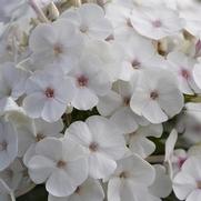 Phlox paniculata 'Super Ka-Pow White'