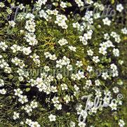 Sagina subulata 'Crispy' Sagina subulata 'Crispy'