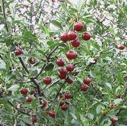 Prunus Romance 'Juliet'