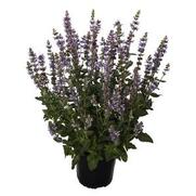 Salvia nemorosa 'Salute Ice Blue' Salvia nemorosa 'Salute Ice Blue'