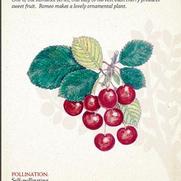 Prunus Romance 'Romeo'