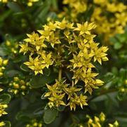 Sedum middendorffianum 'Yellow Diamonds'