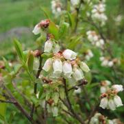 Vaccinium angustifolium 'Brunswick' Vaccinium angustifolium 'Brunswick'