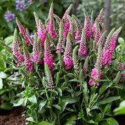Veronica spicata 'Pink Candles' Veronica spicata 'Pink Candles'