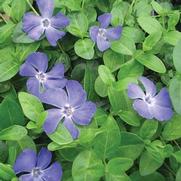 Vinca minor 'Bowles Cunningham'