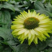 Echinacea SunSeekers 'Apple Green' Echinacea SunSeekers 'Apple Green'