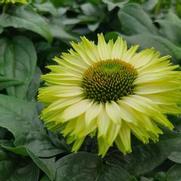 Echinacea SunSeekers 'Apple Green'