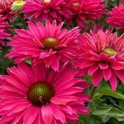 Echinacea SunSeekers 'Sweet Fuchsia'