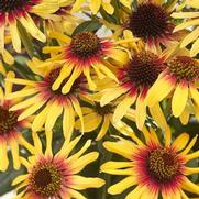 Echinacea purpurea 'SunSeekers Tequila Sunrise'