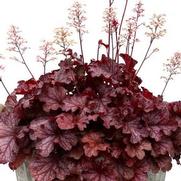 Heuchera hybrid 'Ruby Tuesday' Heuchera hybrid 'Ruby Tuesday'