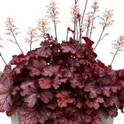 Heuchera hybrid 'Ruby Tuesday'