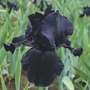 Iris germanica 'Blackwater' Iris germanica 'Blackwater'