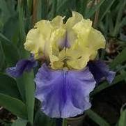 Iris germanica 'Edith Wolford'