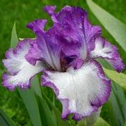 Iris germanica 'Mariposa Autumn'