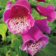 Digitalis purpurea 'Dalmatian Purple'