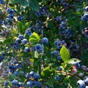 Vaccinium corymbosum 'Blue Jay'