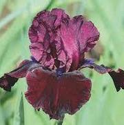 Iris germanica 'Neptune's Wine' Iris germanica 'Neptune's Wine'