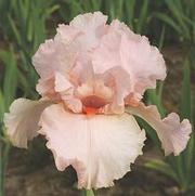 Iris germanica 'Peggy Sue' Iris germanica 'Peggy Sue'
