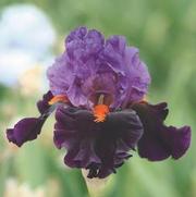 Iris germanica 'Sharp Dressed Man'