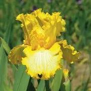 Iris germanica 'That's All Folks' Iris germanica 'That's All Folks'