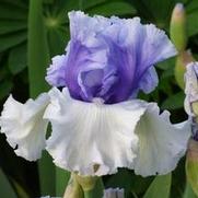 Iris germanica 'Wintry Sky' Iris germanica 'Wintry Sky'