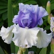 Iris germanica 'Wintry Sky'