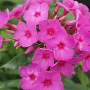 Phlox paniculata 'Flame Pink'