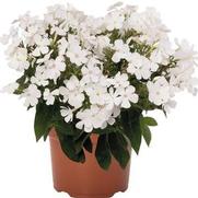 Phlox paniculata 'Flame Pro White'