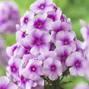 Phlox paniculata 'Cmpt Festival-Rose Dark Eye' Phlox paniculata 'Cmpt Festival-Rose Dark Eye'